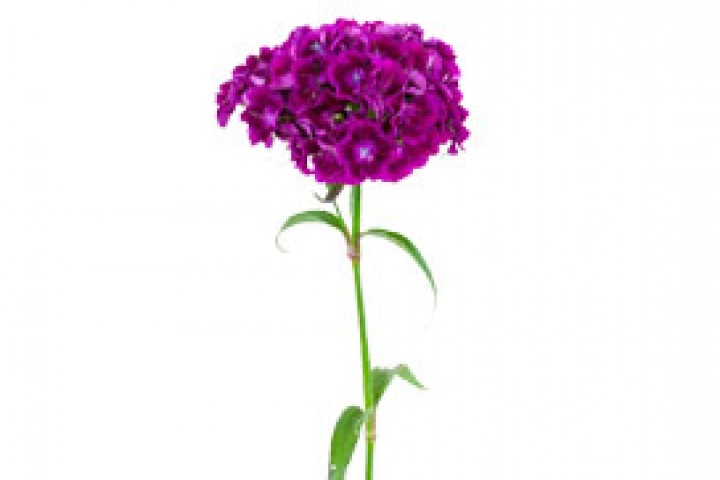 fresh purple flower with 2 -3 green leaves on stock isolated on white background